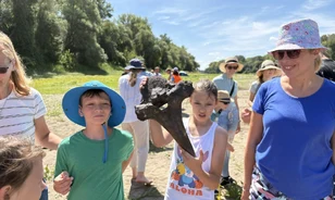 Gyapjas mamut fogát találták meg a Tiszában