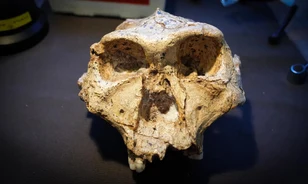 Módosíthatják az emberi evolúció biológiai osztályozási rendszerét