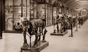 Újra látogatható a londoni Természettudományi Múzeum elzárt kiállítótere
