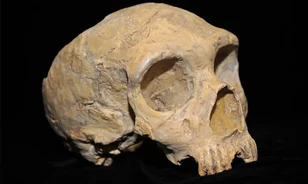 Medvének és beteg embernek is hitték az első neandervölgyi leleteket