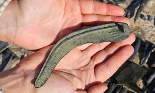 Őskori emberi maradványokat találtak a Tisza medrében