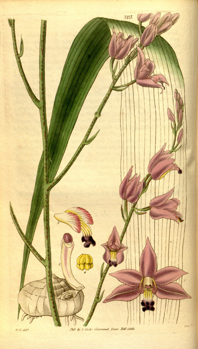 Bletia purpurea