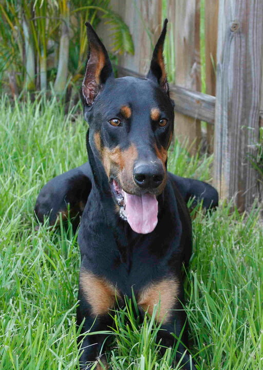 A dobermannokat a második világháború során futárként, őrkutyaként hasznosították – gyorsaságuk, éberségük és bátorságuk miatt ideálisnak tartották őket a frontvonalban és a koncentrációs táborokban egyaránt. (Wikipédia / David Iannotti / CC BY-SA 3.0)