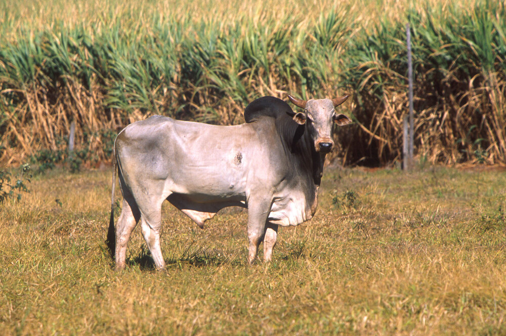 Zebu bika napjainkban